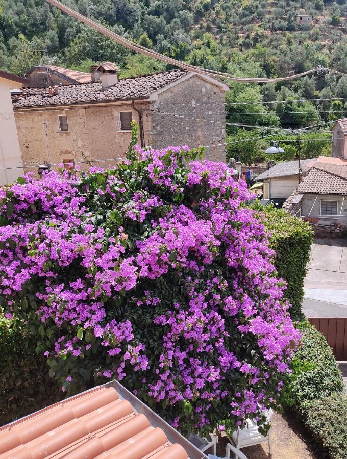 La Bouganville E Il Gelsomino Pietrasanta Exterior foto