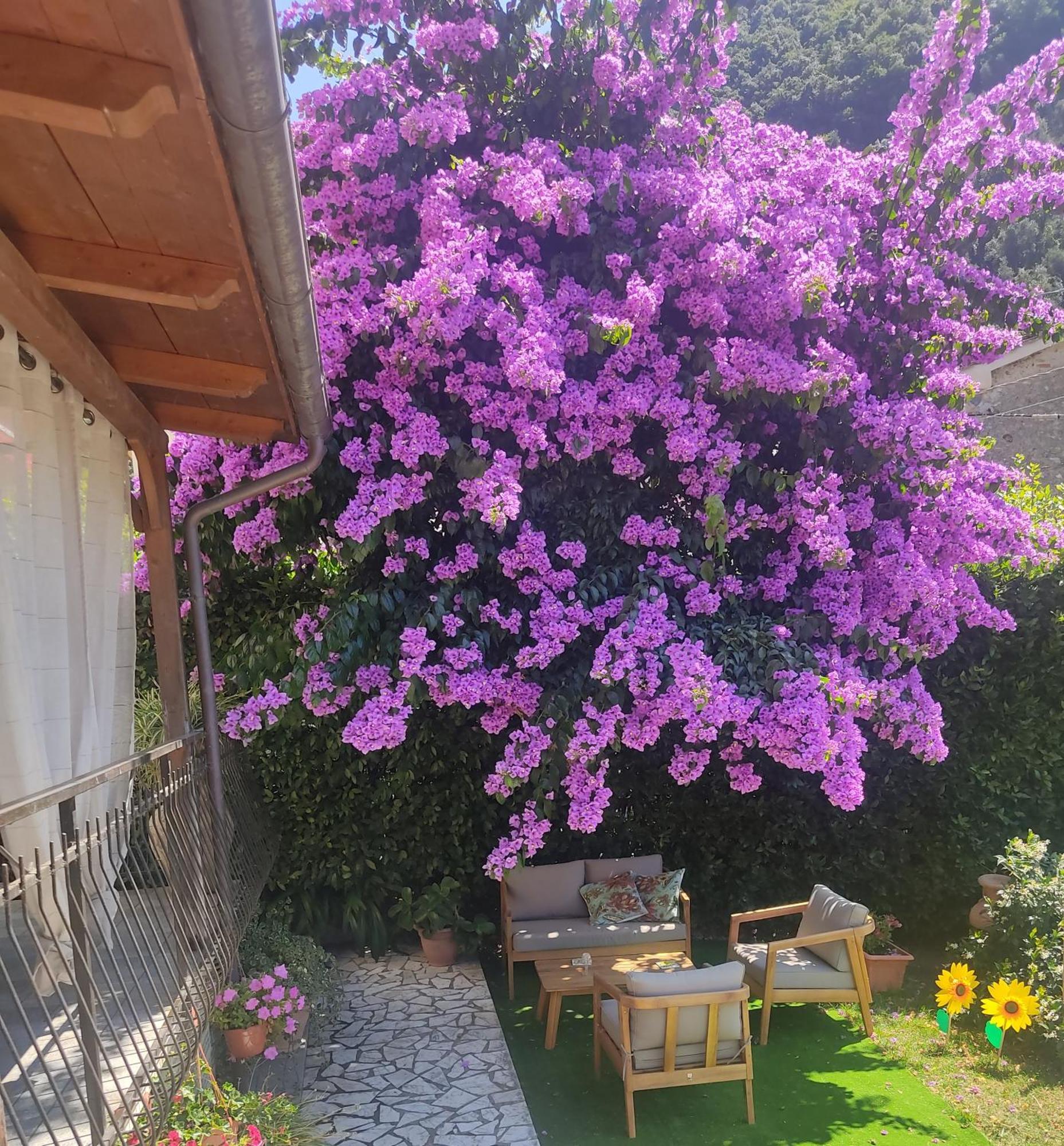 La Bouganville E Il Gelsomino Pietrasanta Exterior foto